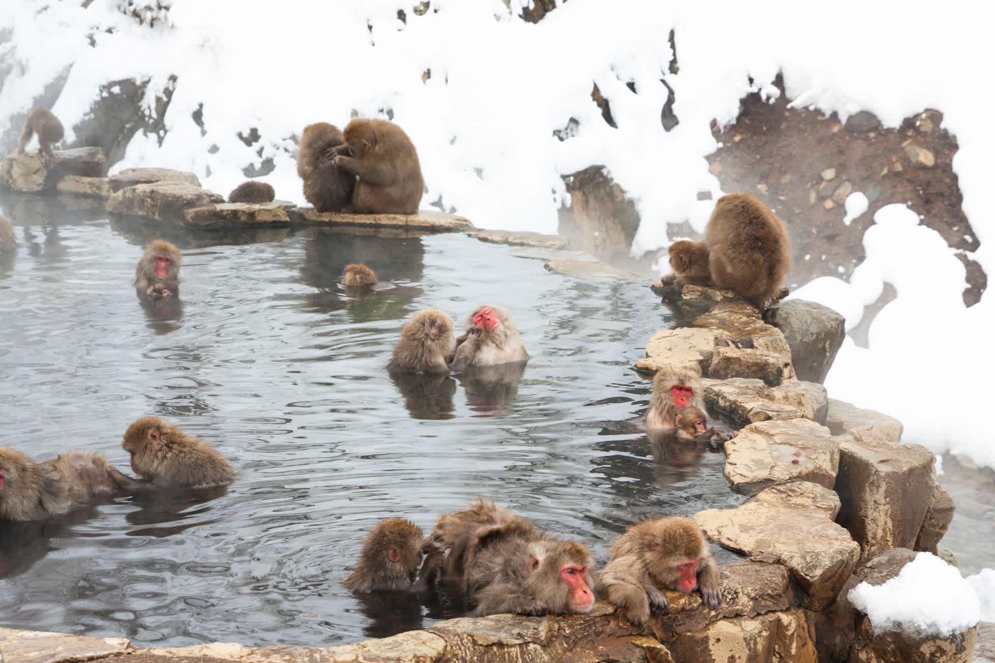 Snow Monkeys in einer heißen Quelle
