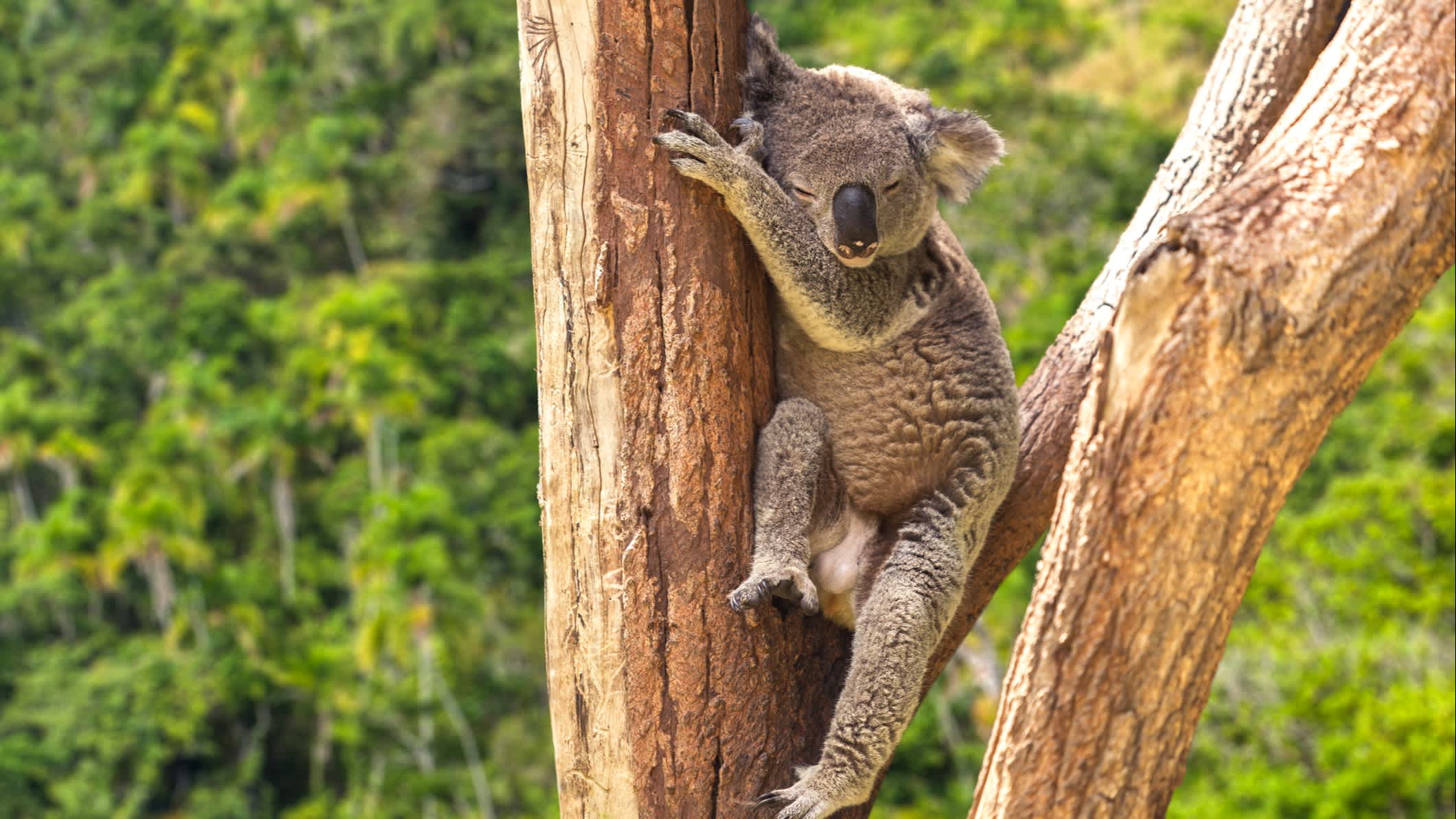 Niedlichen Koala in den Wald, Australien
