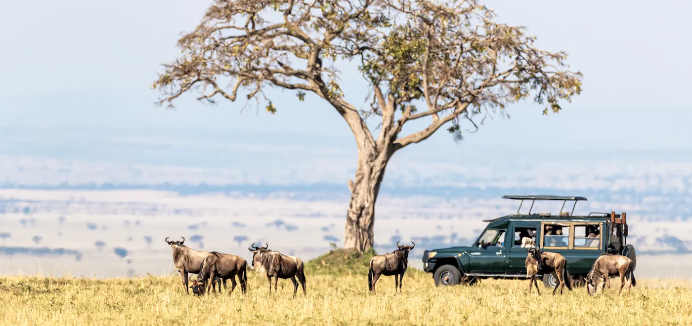 Aktivität, Safari, Gnus Eine Herde Gnus und ein Jeep mit Touristen während einer Safari.