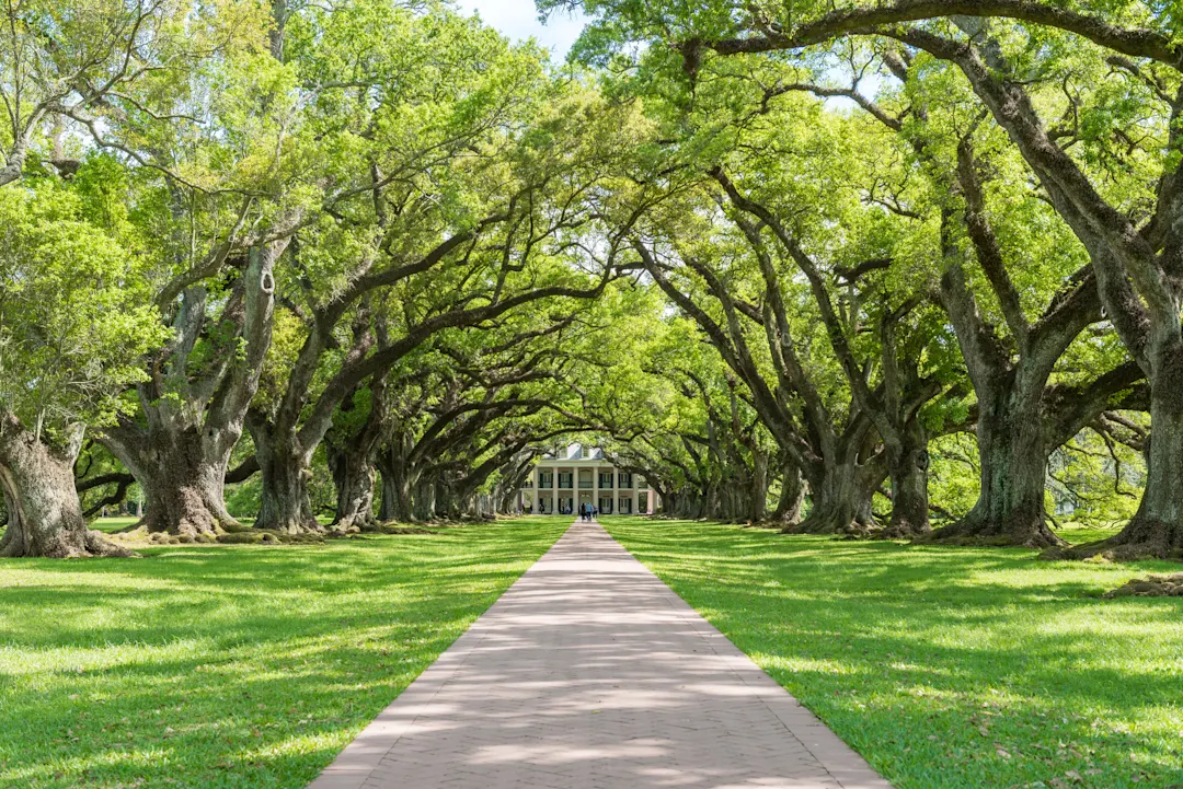 USA Plantage Typische Plantage mit einer Allee, die zum Herrenhaus führt, Louisiana, USA