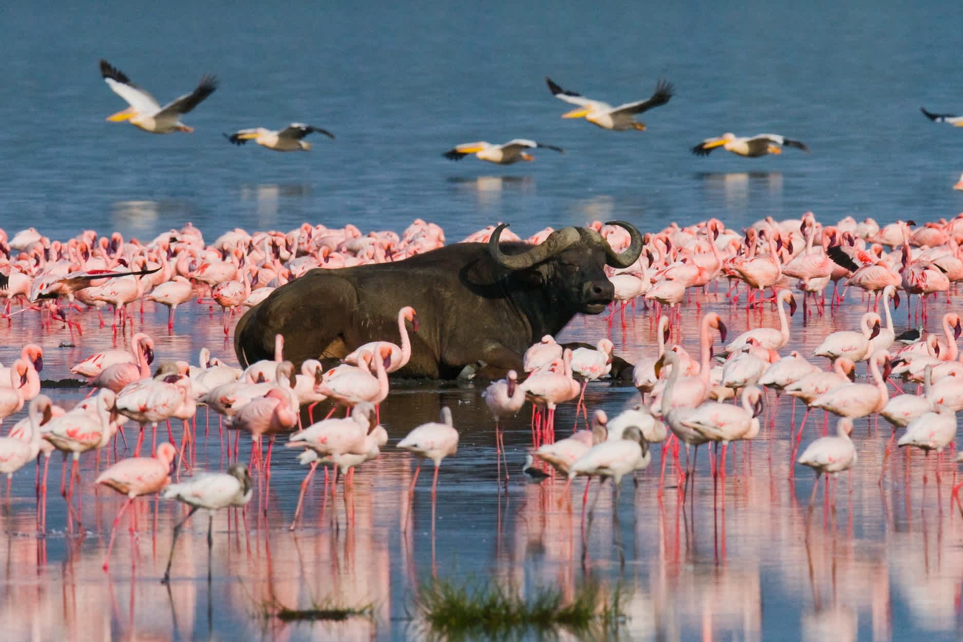 Flamingos und Wasserbüffel