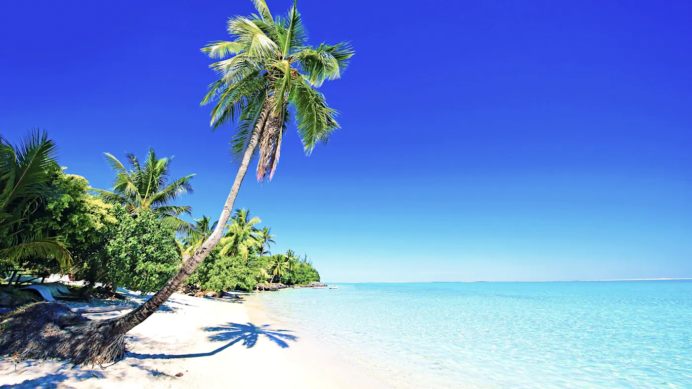 Bora Bora, Französisch-Polynesien Palme am weißen Sandstrand mit türkisblauem Meer und strahlend blauem Himmel. Bora Bora, Französisch-Polynesien.