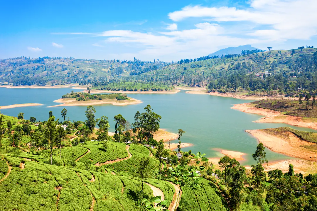 Teeplantage und Maskeliya Dam Lake in der Nähe von Nuwara Eliya in Sri Lanka.