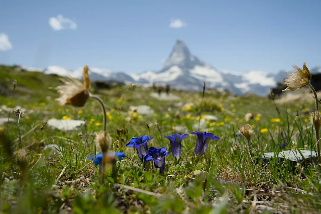 Matterhorn mountain in the summer with Vibrant Alpine Flowers in Foreground, captured from Blauherd above Zermatt at the End of the Sunnegga Bahn. Matterhorn mountain in the summer with Vibrant Alpine Flowers in Foreground, captured from Blauherd above Zermatt at the End of the Sunnegga Bahn.