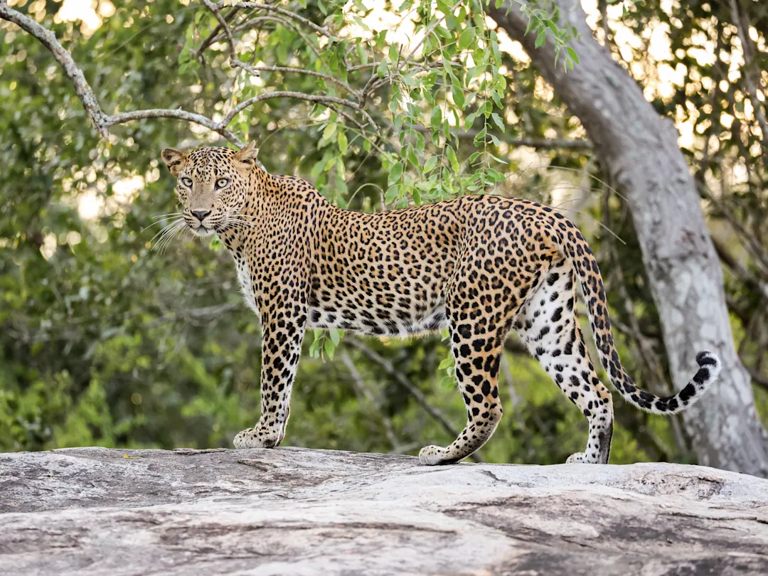 Leopard mit geflecktem Fell steht auf einem Felsen im Wald, umgeben von Bäumen. Yala-Nationalpark, Sri Lanka.