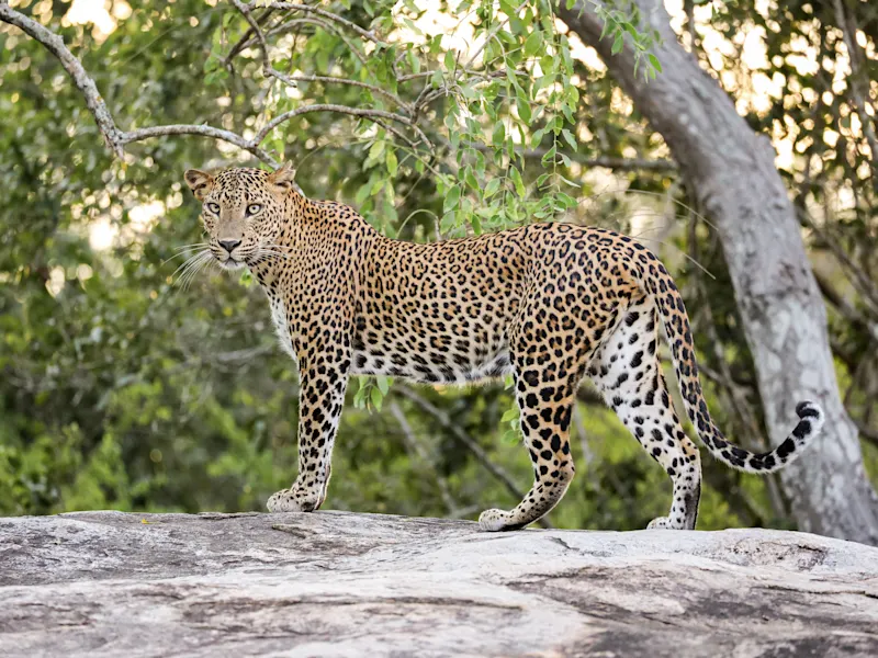 Un léopard à la fourrure tachetée se tient sur un rocher dans la forêt, entouré d'arbres. Parc national de Yala, Sri Lanka.