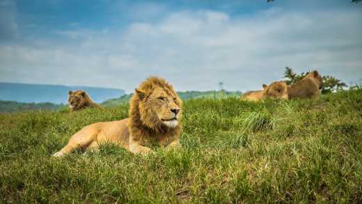 Capture a pride of lions, pictured here lounging in the green grass of the Sabi Sands Game Reserve, on an Africa Photography Safari 
