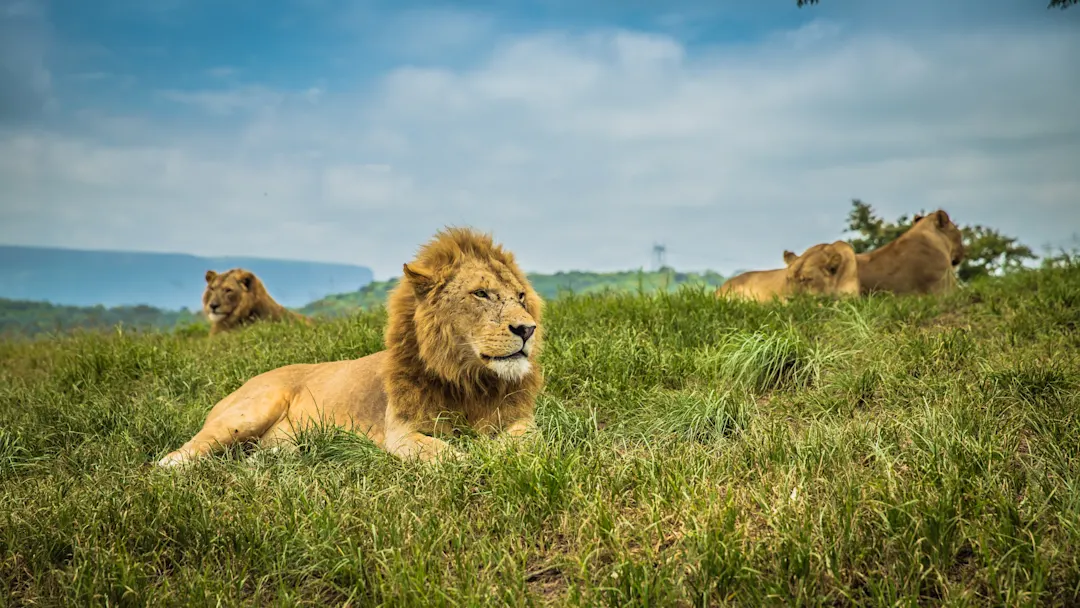 sabi sands game reserve in South Africa