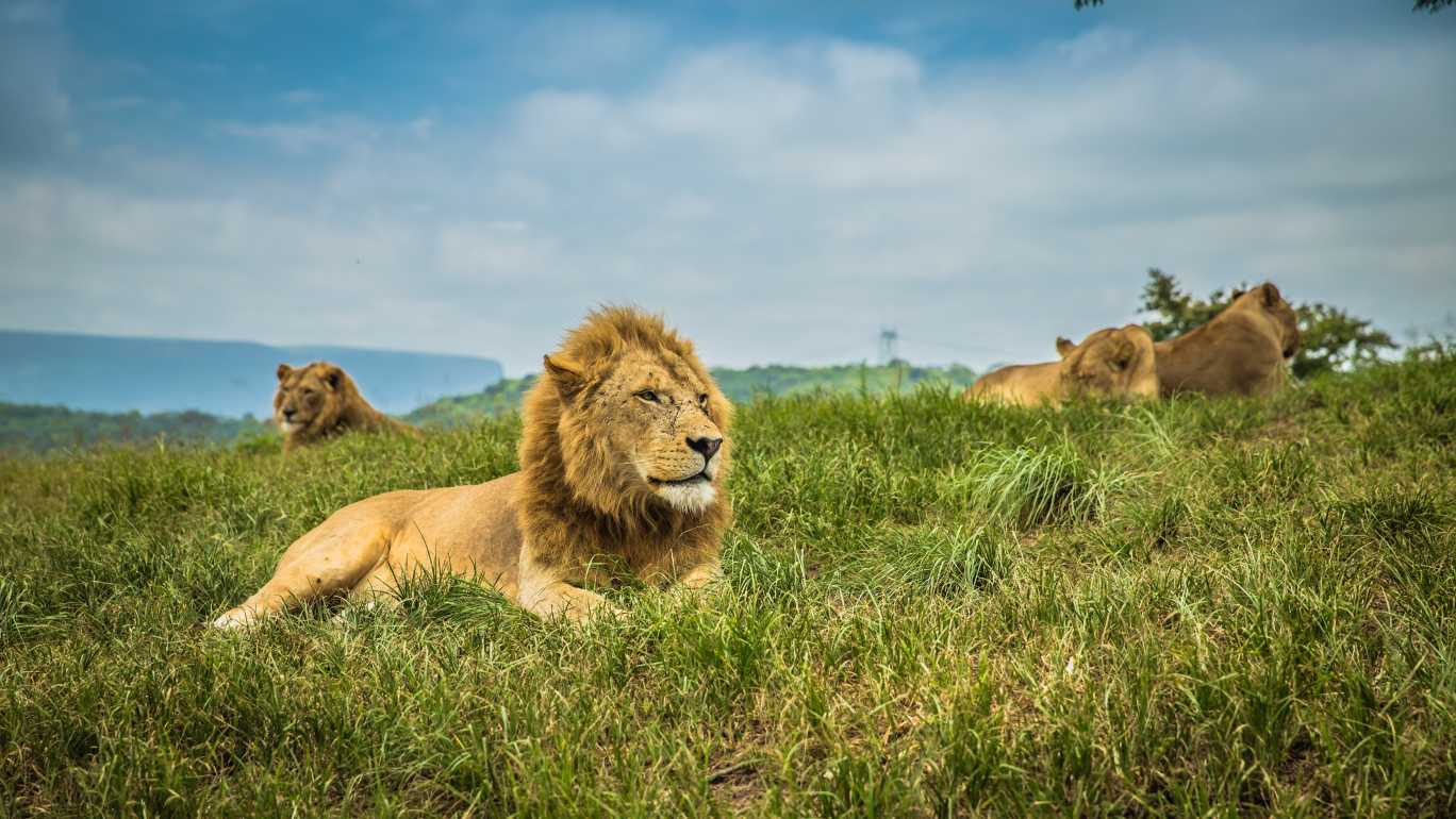 sabi sands game reserve in South Africa