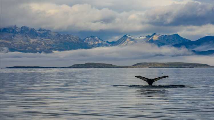 Baleines sauvages dans l'eau près d'Ushuaia, Terre de Feu, Argentine.