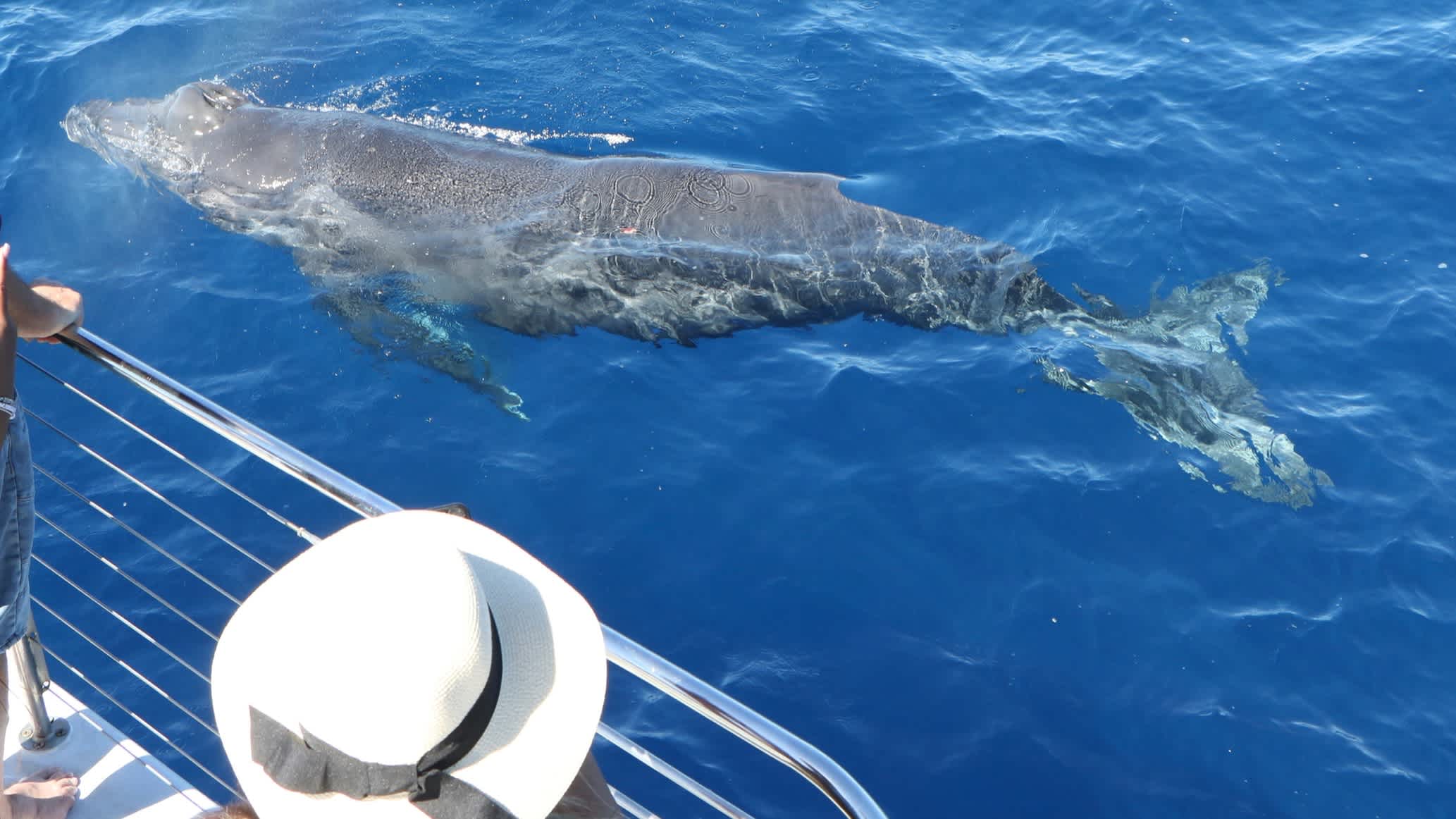 Baleine à bosse du Pacifique vue du bateau