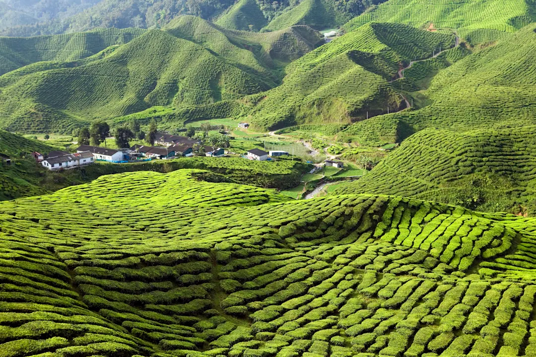 Plantations de thé