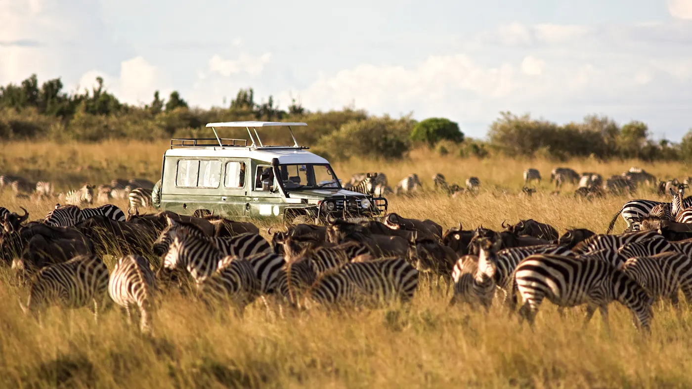 Kenia, Masai Mara, Jeep in Zebraherde Safari-Jeep zwischen Zebras und Gnus in der Savanne. Masai Mara, Kenia.