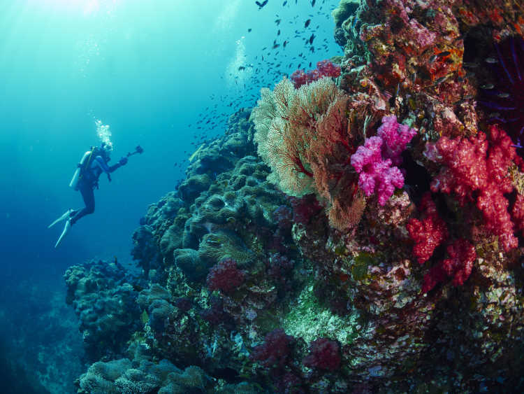 Un plongeur au milieu du récif corallien coloré en Thaïlande.