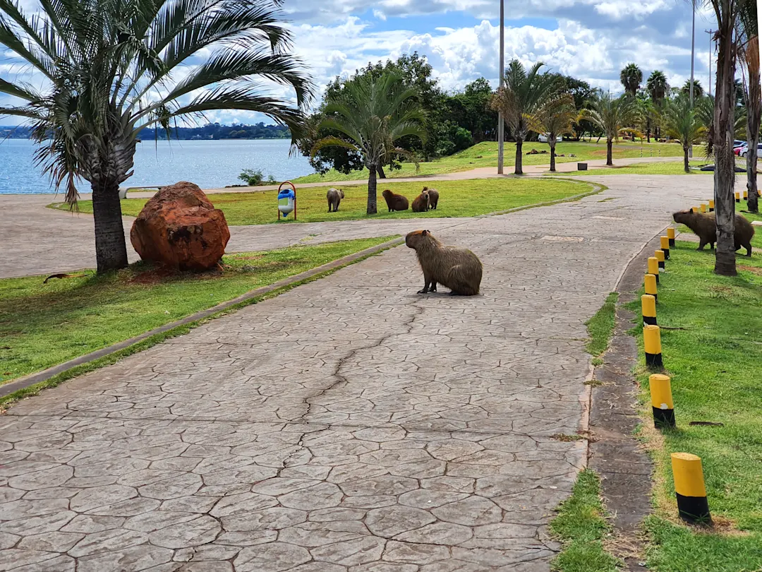 Brasilien, Brasilia, Capybara Capybaras auf einer Straße