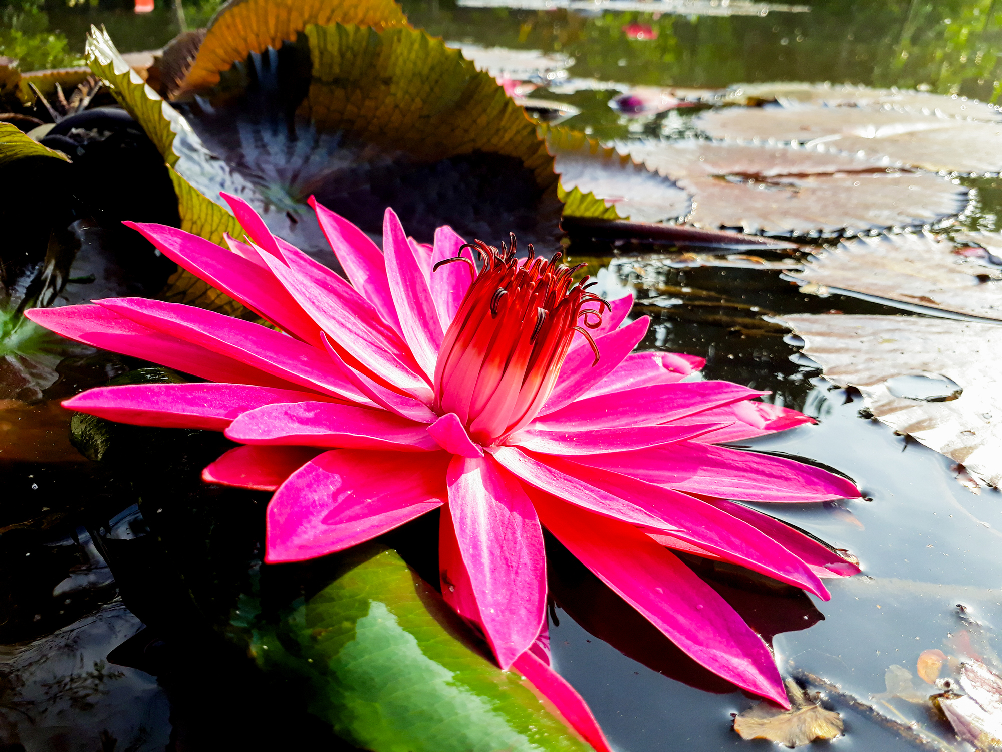 Visiter Raiatea : de nombreuses surprises dans un décor paradisiaque ...