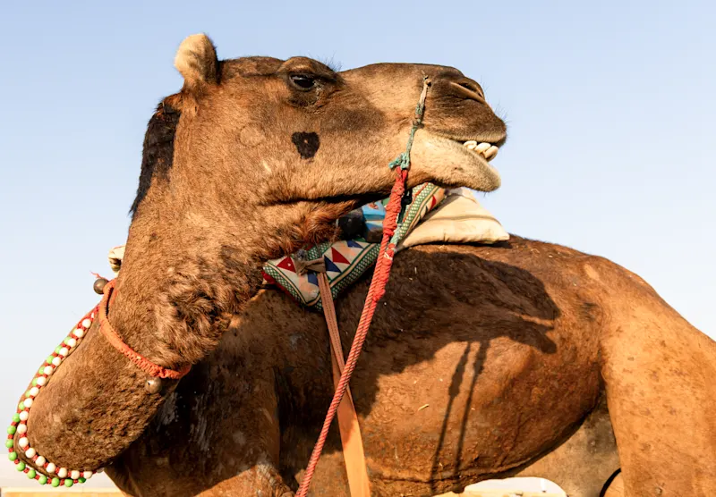 Nahaufnahme Kamel Indien Nahansicht auf den Kopf eines Kamels, Indien