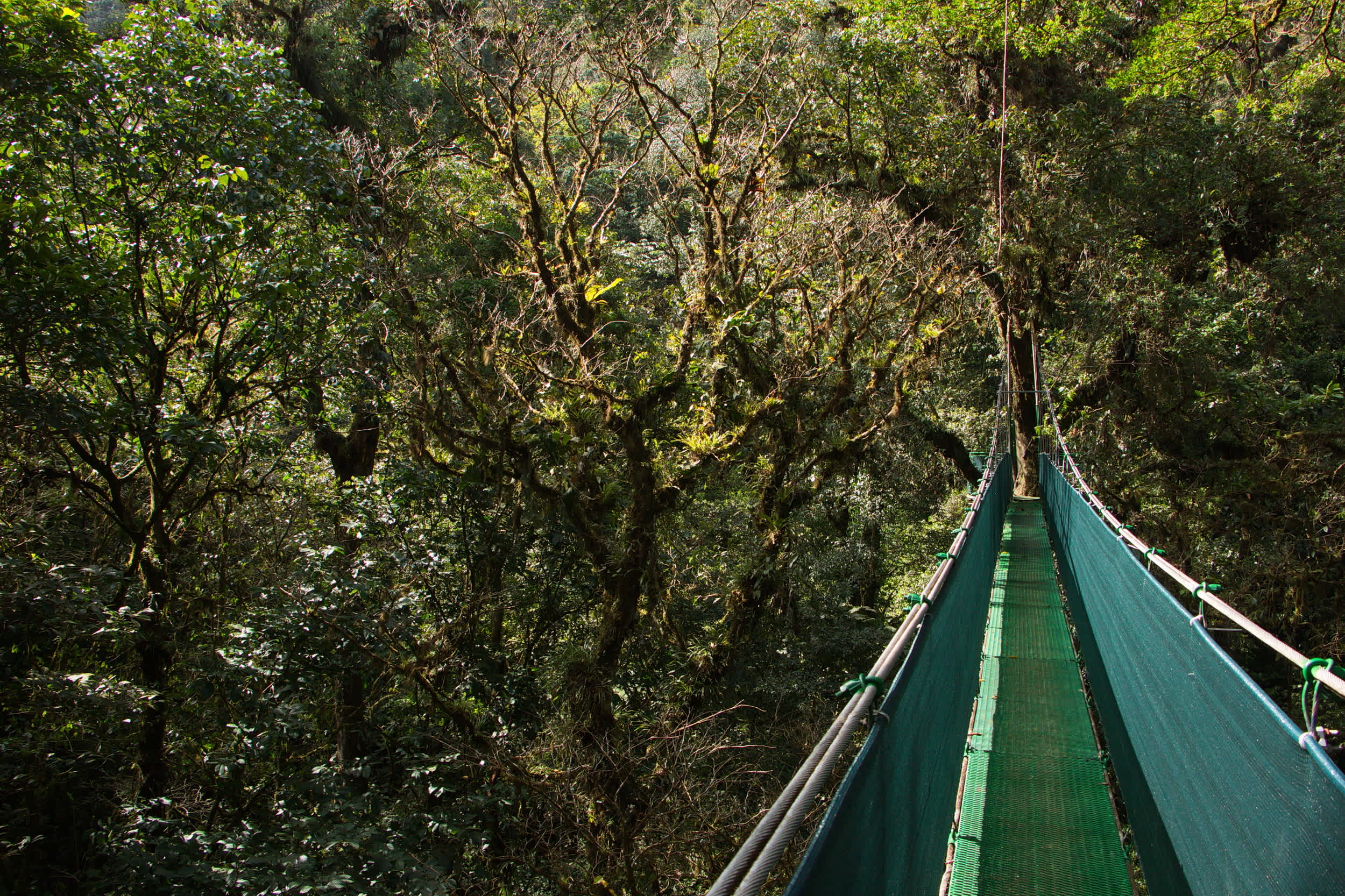 Hängebrücke auf dem Weg durch den Dschungel in der Nähe der Heliconias Rainforest Lodge in Bijagua in Costa Rica