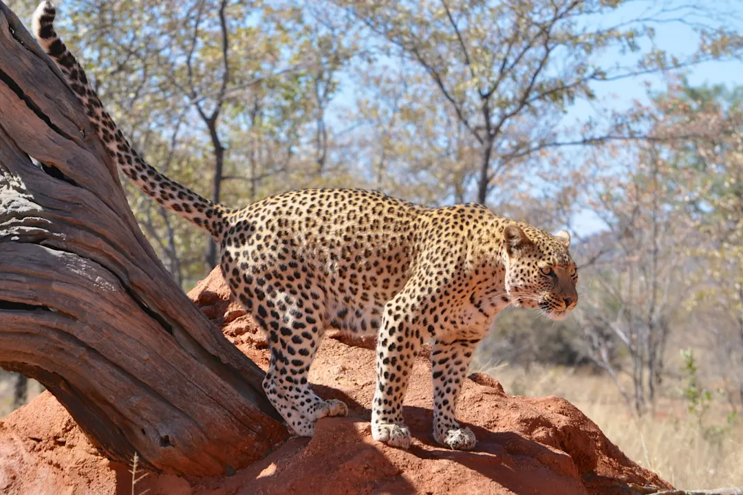 Namibia, Okonjuma Game Reserve Leopard auf einem Felsen