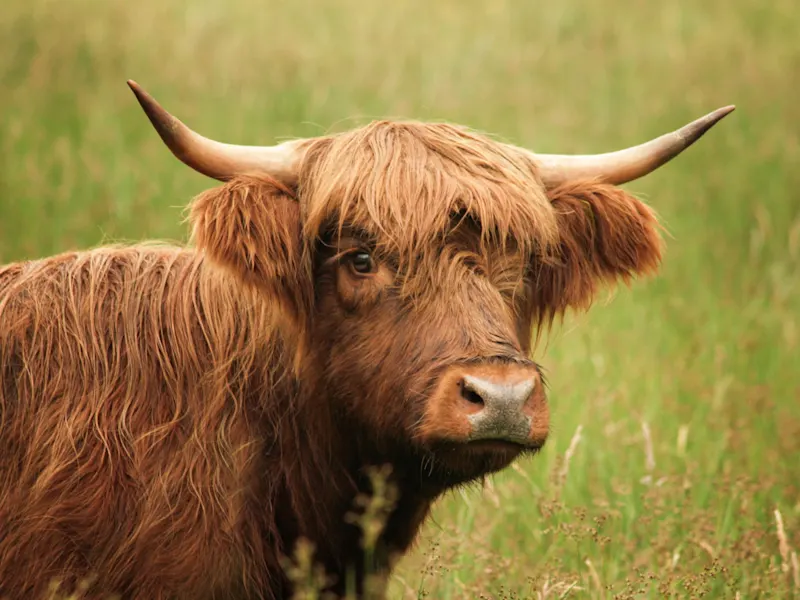 Glencoe, Schottland, Vereinigtes Königreich Nahaufnahme eines Highland-Rindes auf einer grünen Wiese. Glencoe, Schottland, Vereinigtes Königreich.