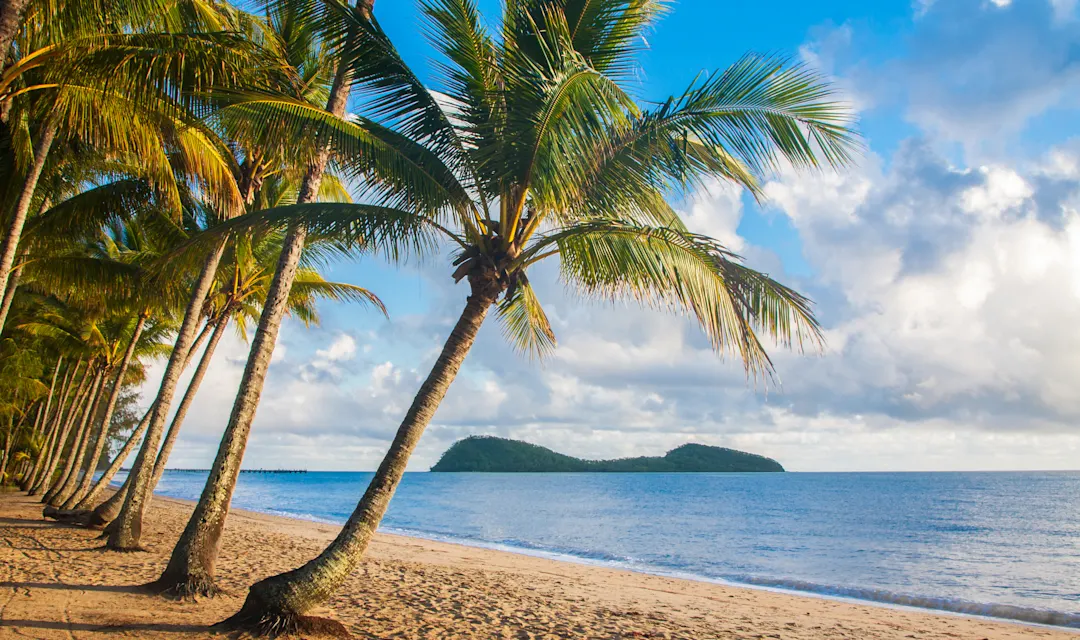 Palmiers sur une plage tropicale