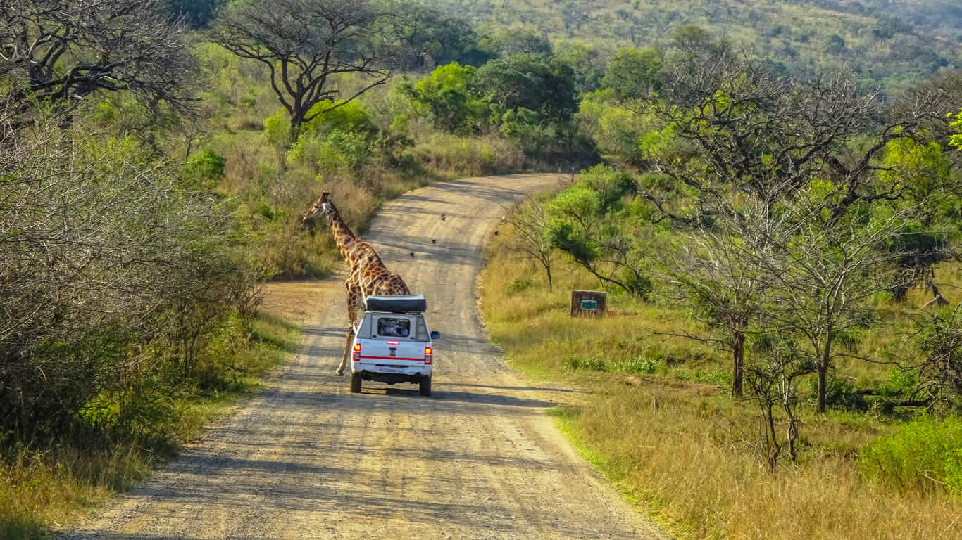 Une girafe traverse la route devant une voiture dans le parc national de Hluhluwe-iMfolozi, Zululand Afrique du Sud