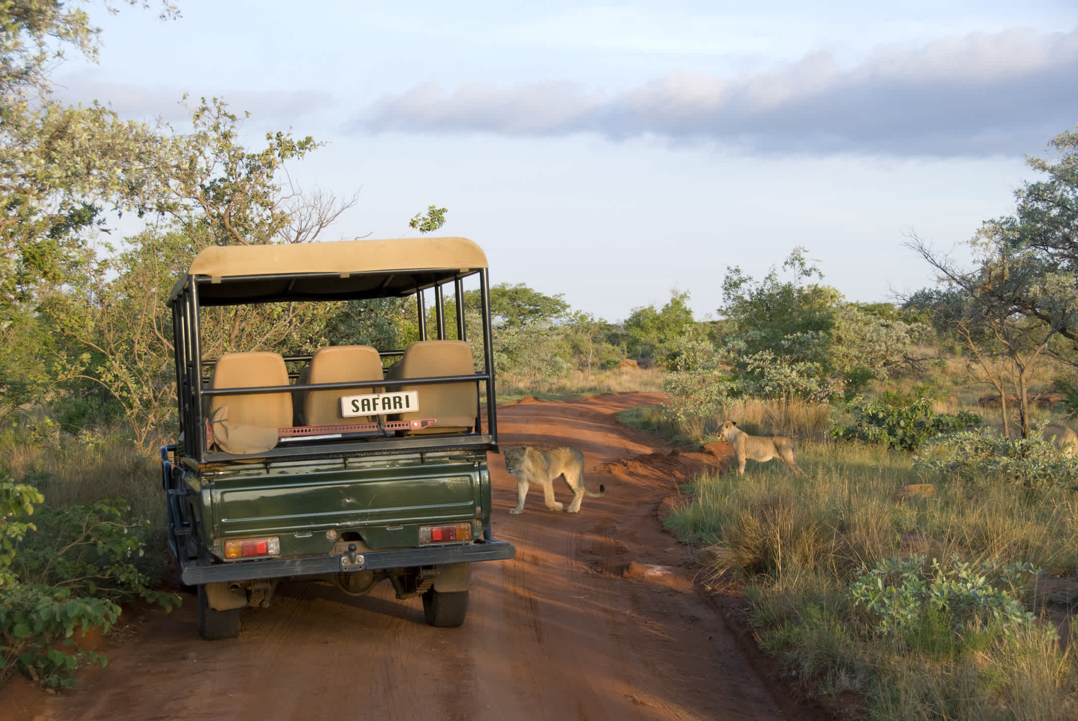 Lionesse et jeep de safari dans la savanne du parc national Kruger