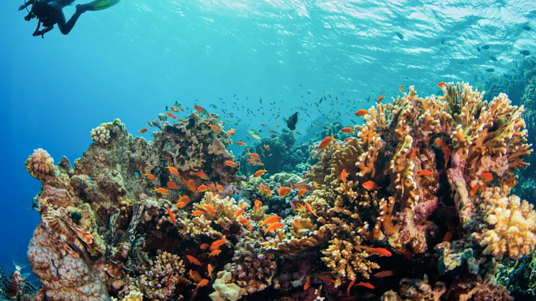 Taucher erkundet ein farbenfrohes Korallenriff mit bunten Fischen. Seychellen.