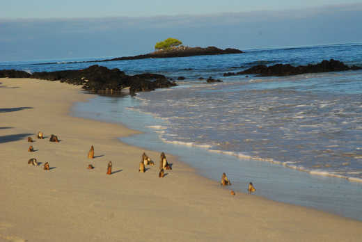Shipwreck debris in the sand on North Seymour Island in Galapagos Island group, Ecuador.
