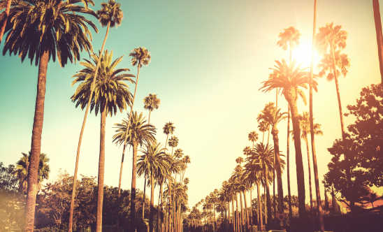 Admirez les palmiers du Sunset Boulevard pendant votre voyage à Los Angeles.