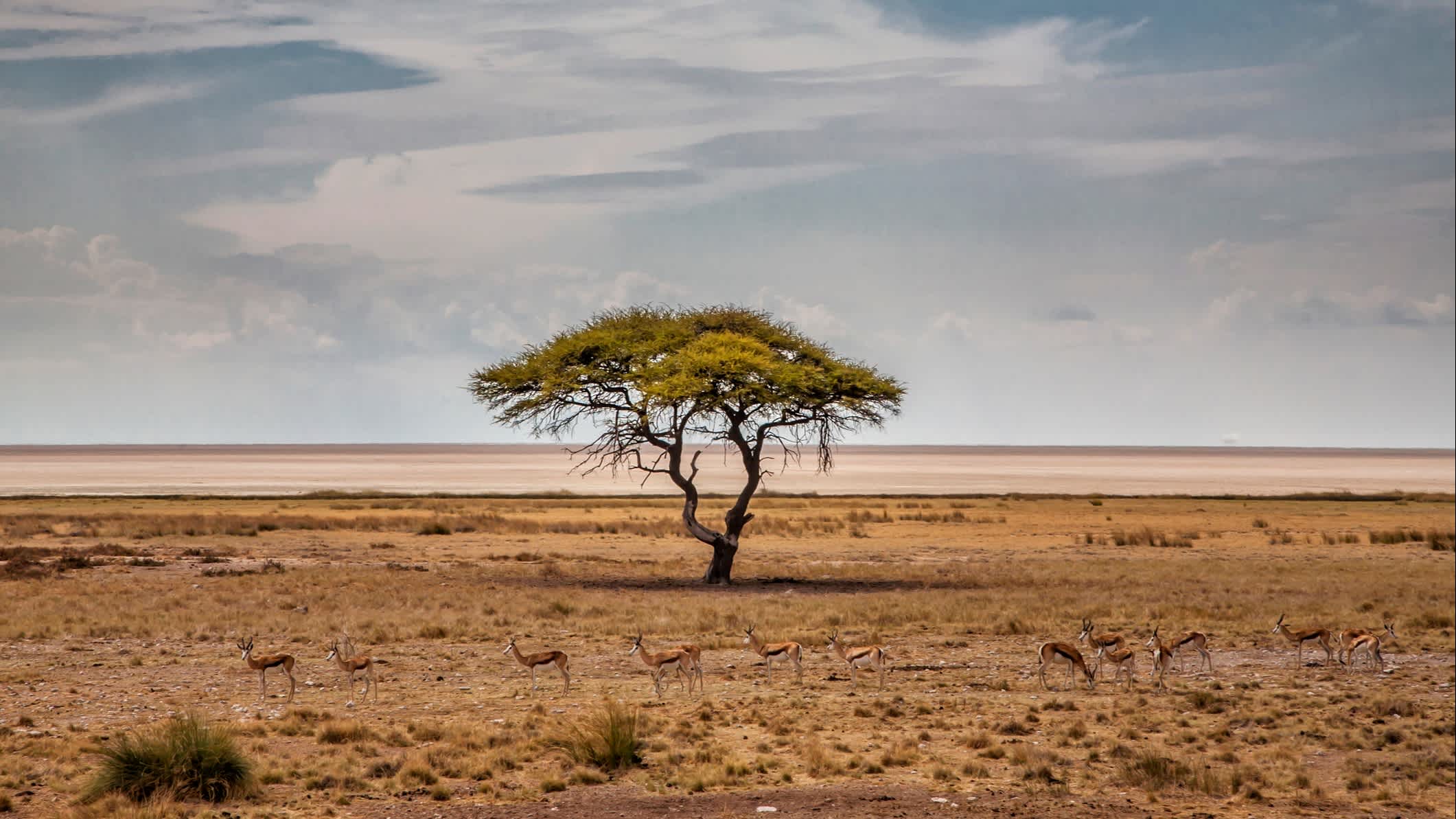 Die Landschaft der Etosha-Pfanne in Etosha NP in Namibia.