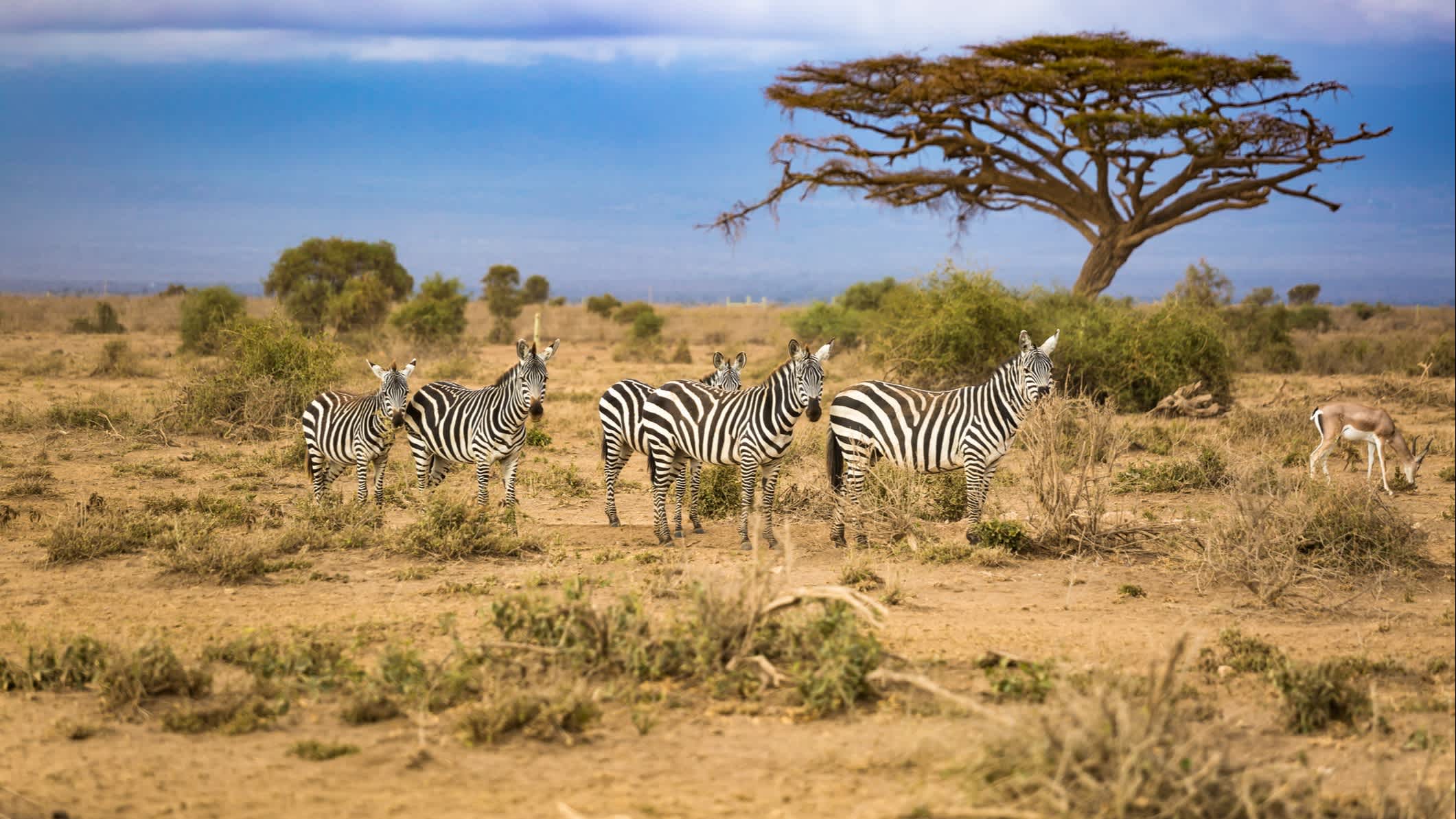 Zebras in Südafrika.