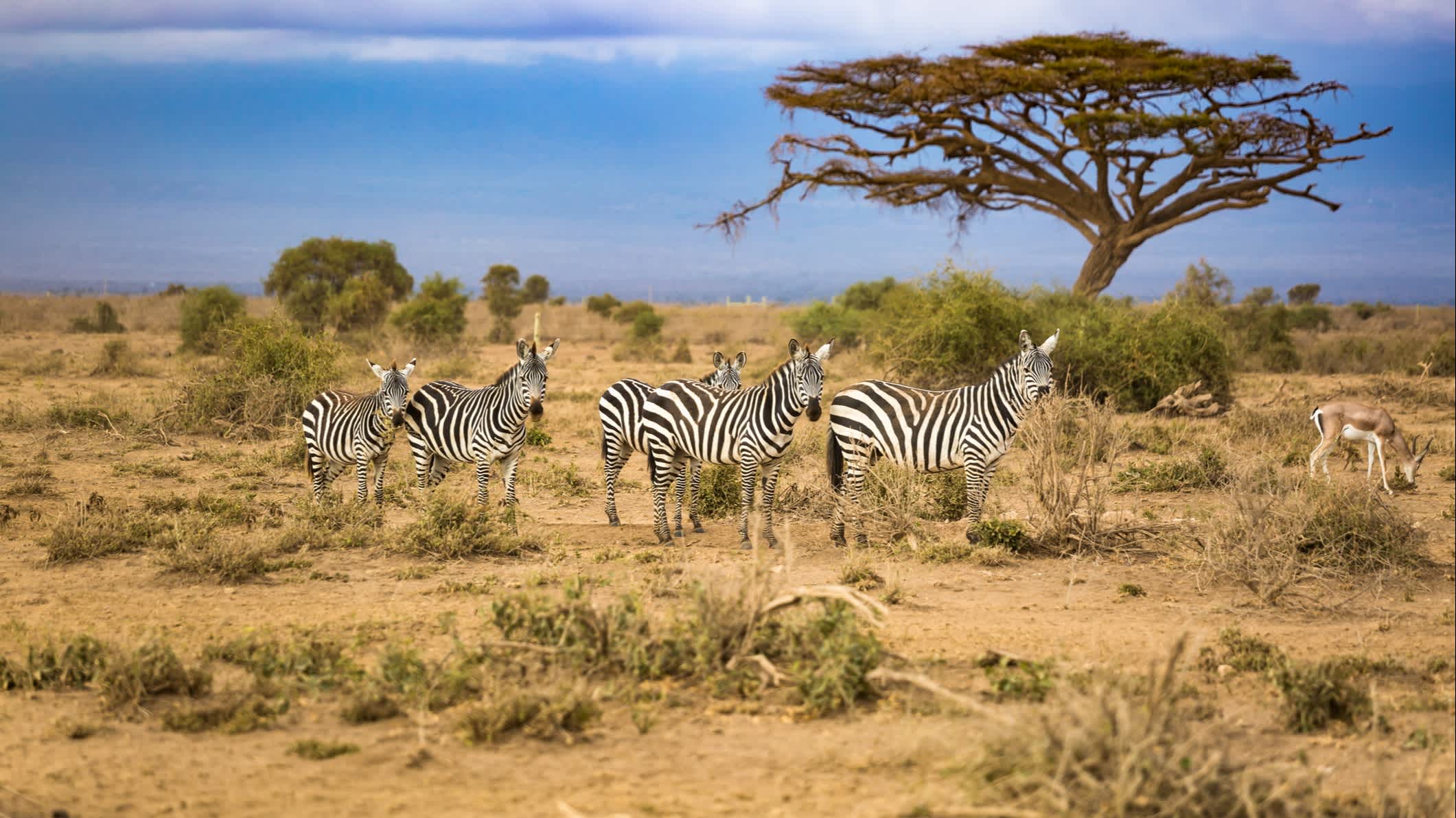 Zèbres en Afrique du Sud.