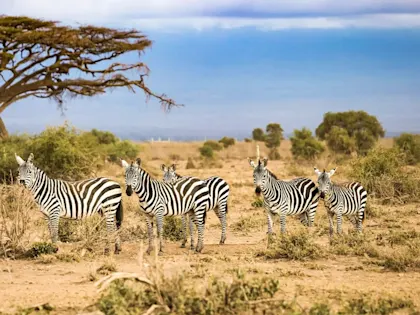 L'Afrique du Sud en famille - Image 1