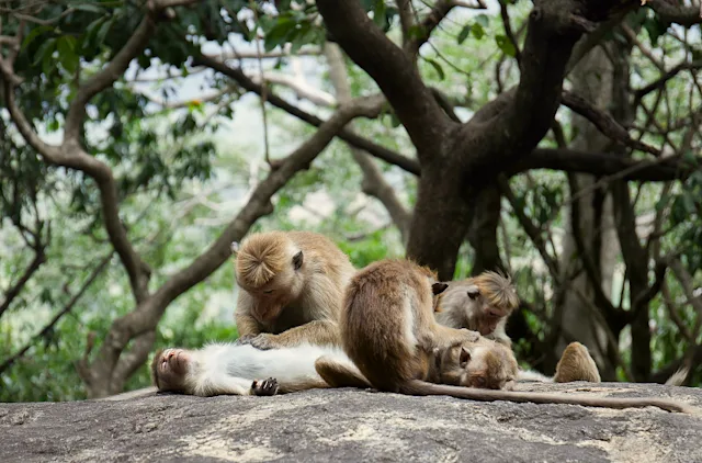 Entdeckungsreise Sri Lanka: 1 Woche Abenteuer 