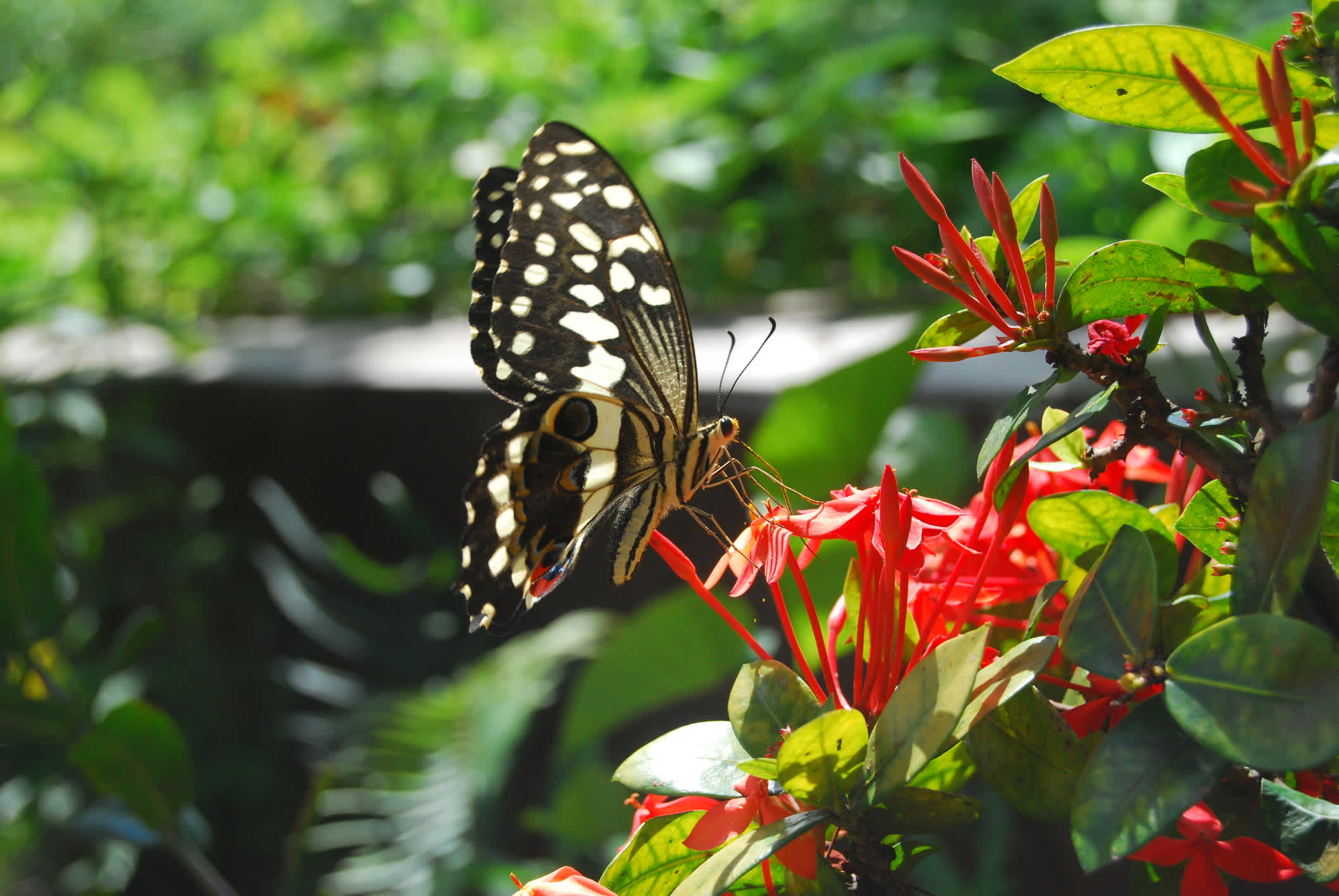 Exotischer Schmetterling auf Mauritius