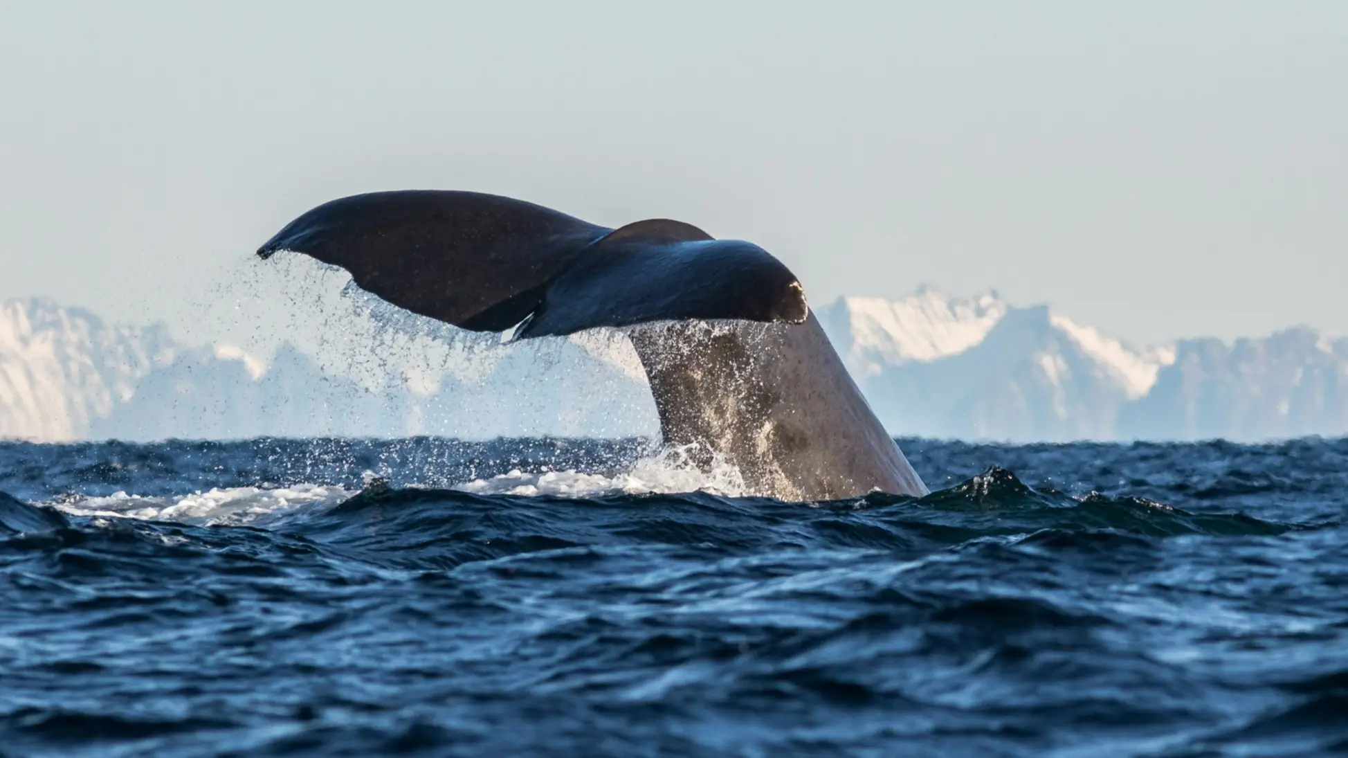 Die Schwanzflosse eines Wals im Wasser an der Küste von Tromso, Norwegen. 
