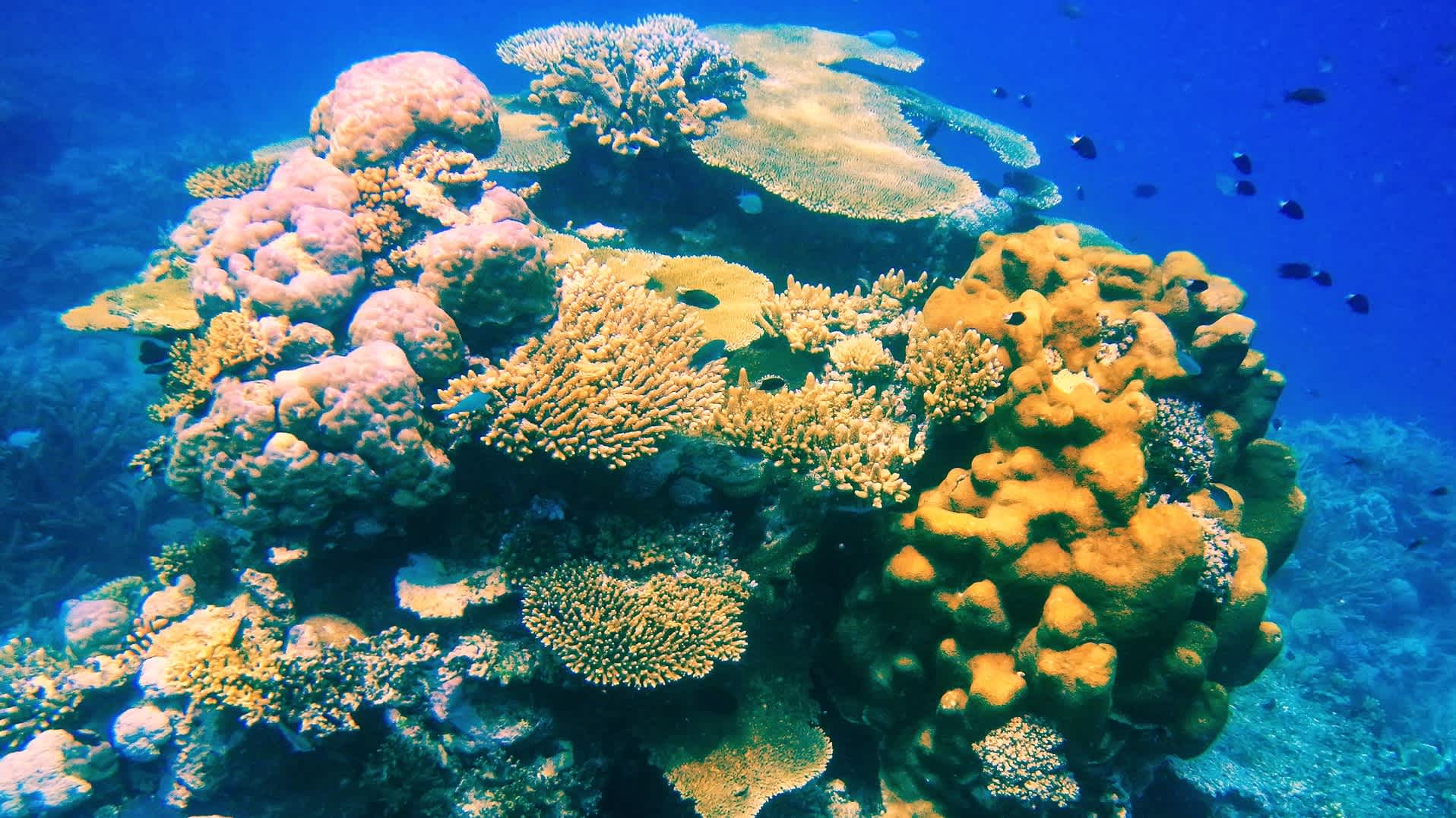 Buntes Korallenriff mit Fischen
