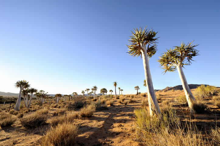 Explorez le désert singulier du Kalahari pendant votre voyage en Namibie dans lequel vous pourrez découvrir les arbres à carquois.
