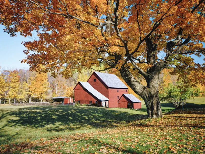 Vermont, Neuengland, USA Rote Scheune unter goldenem Herbstlaub in einer ländlichen Landschaft. Vermont, Neuengland, USA.