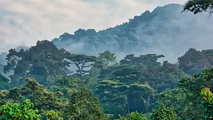 Unvergessliche Abenteuer: Uganda Safari - Image 1