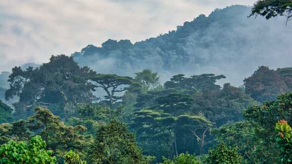 Blick über neblige Baumgipfel im Bwindi Impenetrable Nationalpark von Uganda