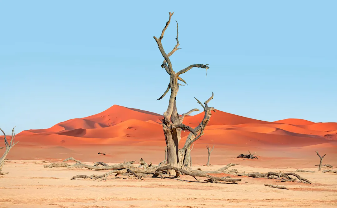Abgestorbene Bäume in Dead Vlei – Sossusvlei, Namib-Wüste, Namibia