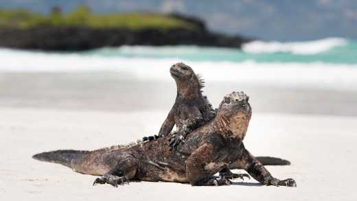 See iguanas and other creatures on a Galapagos Islands tour
