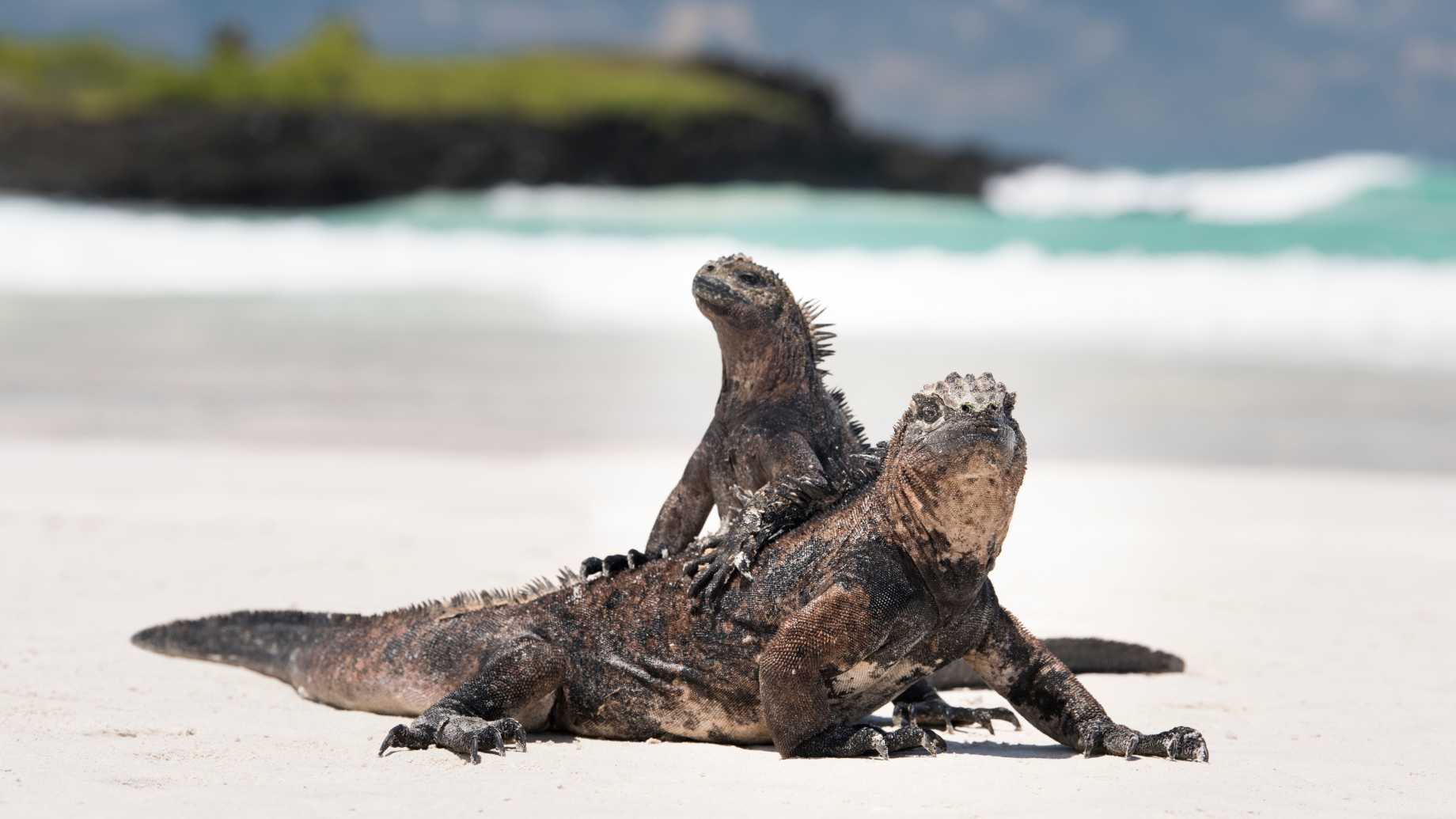 Lézards sur le sable blanc d'une plage, Île de Santa Cruz, Galapagos, Équateur