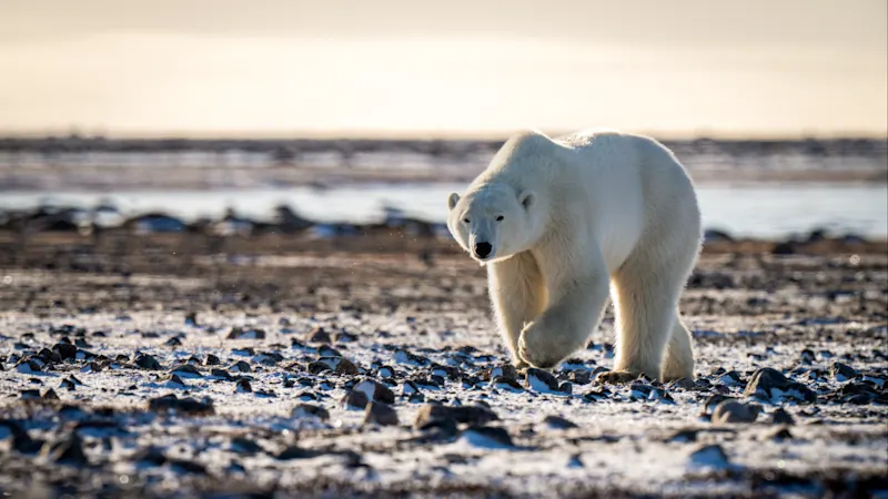 Eisbär läuft bei Sonnenschein über die Tundra, Nunavut, Kanada.