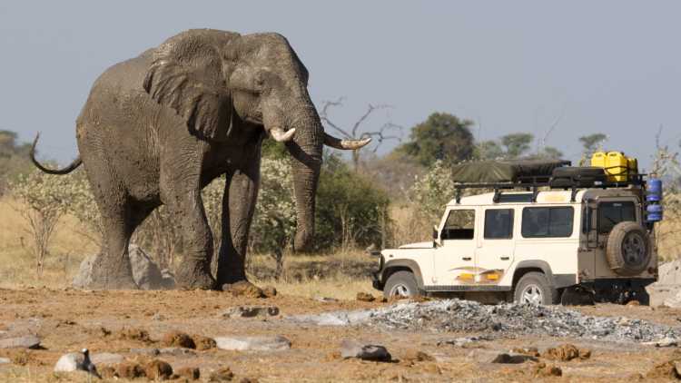 4x4 Auto in der Nähe eines großen afrikanischen Elefanten während einer Safari in Botswana.
