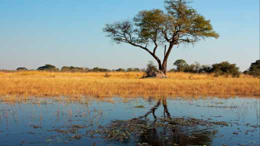 Reflet d'un arbre dans la rivière, dans la savane, en Namibie