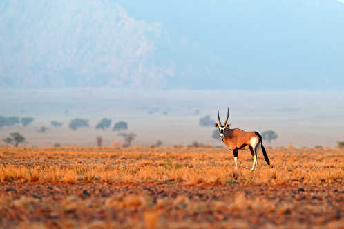 Oryxgazellen in der Namib-Wüste, Namibia.
