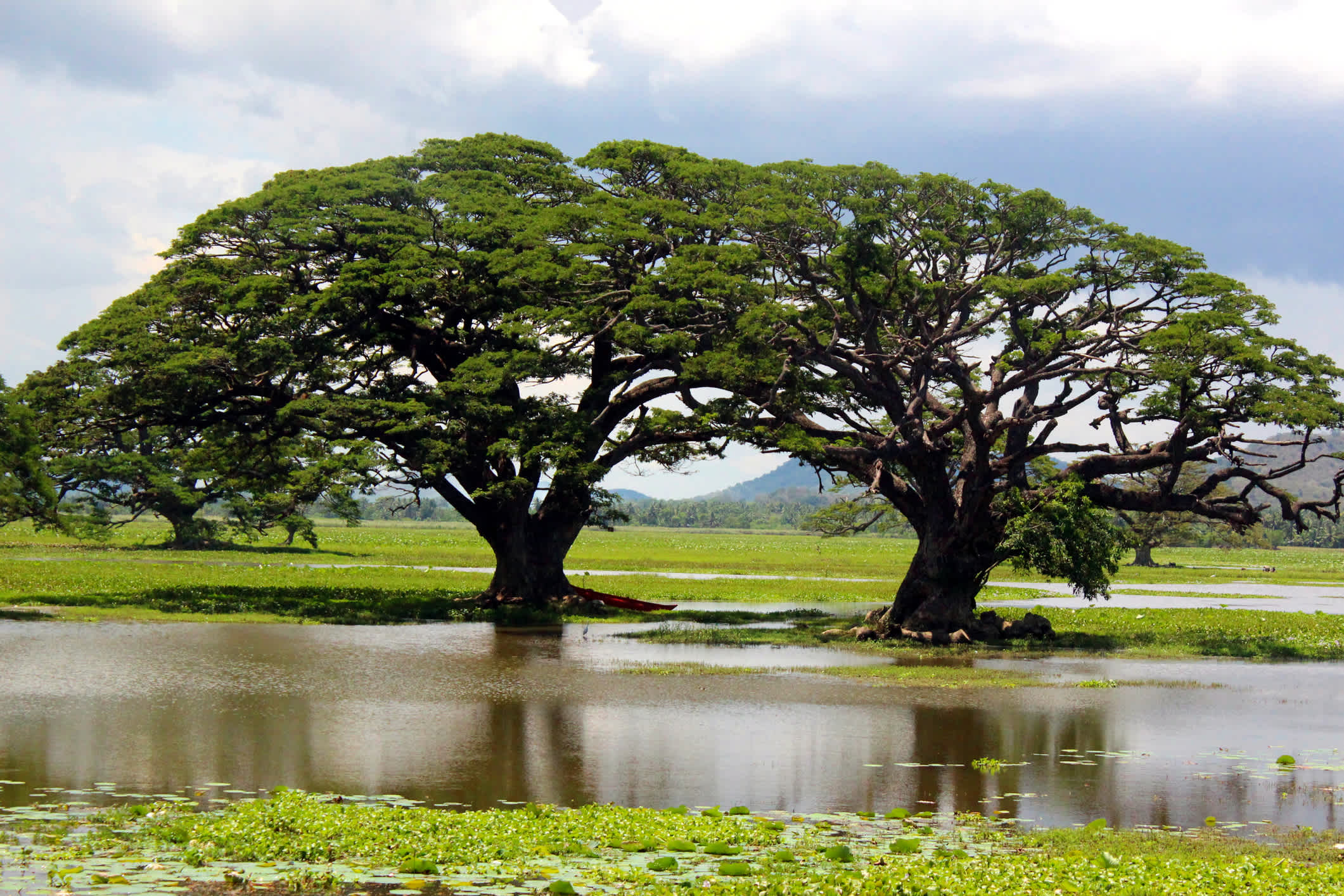 Saman Bäume im See Tissa, Sri Lanka